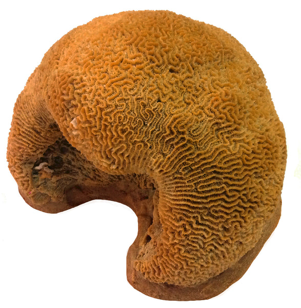 Platagyra -  Brain Coral #10104