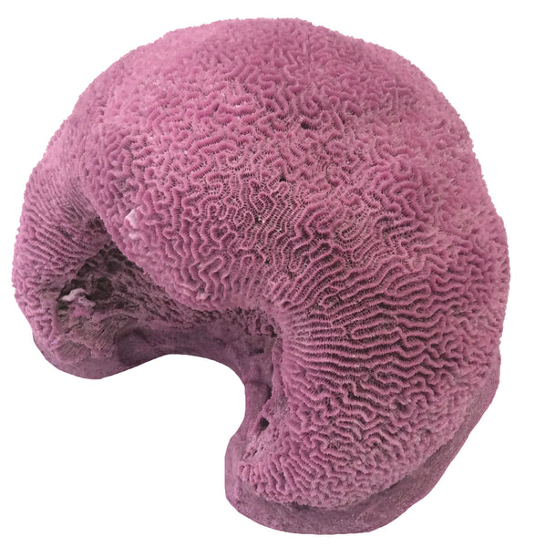 Platagyra -  Brain Coral #10104