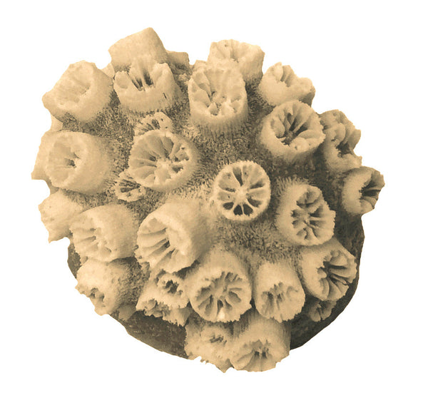 Tubastrea Coccinea - Sun Coral #11101