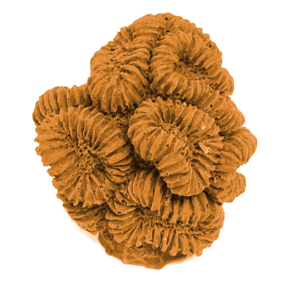 Caulastrea Furcata - Candy Cane Coral #12101
