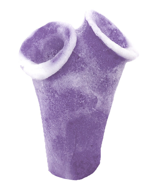 Clavelina Moluccensis - Blue Bell Tunicate #13101