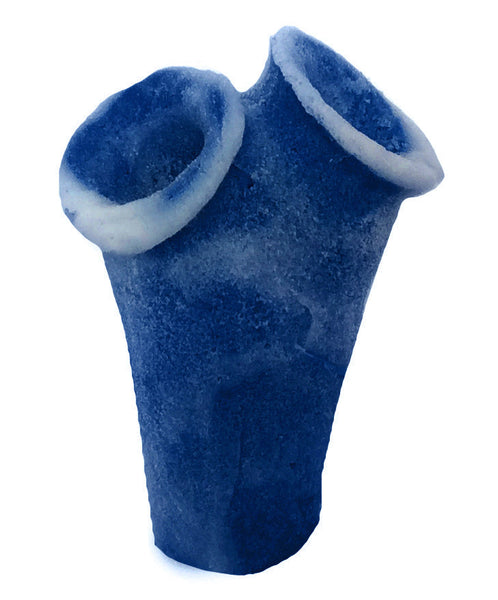 Clavelina Moluccensis - Blue Bell Tunicate #13101