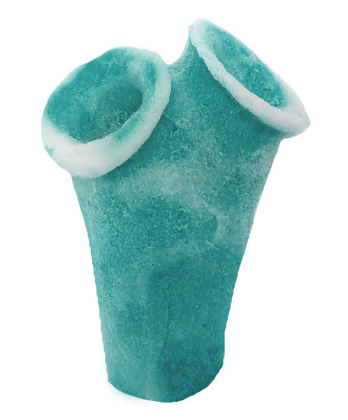 Clavelina Moluccensis - Blue Bell Tunicate #13101