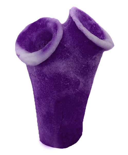 Clavelina Moluccensis - Blue Bell Tunicate #13101