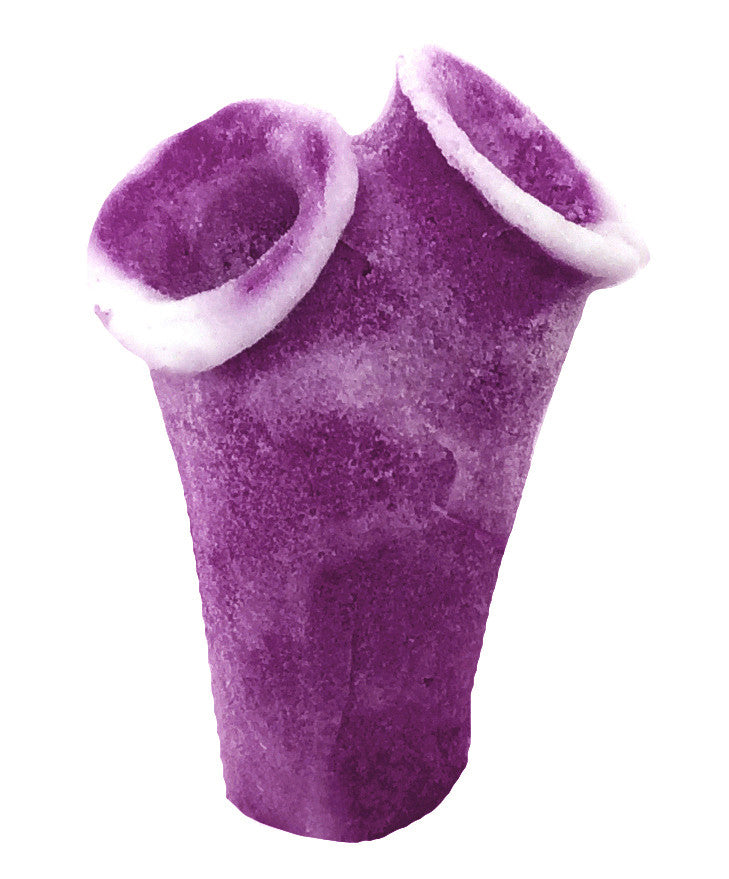 Clavelina Moluccensis - Blue Bell Tunicate #13101