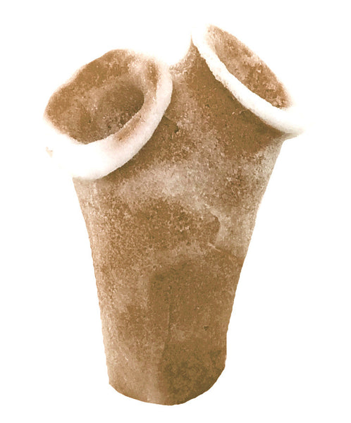 Clavelina Moluccensis - Blue Bell Tunicate #13101