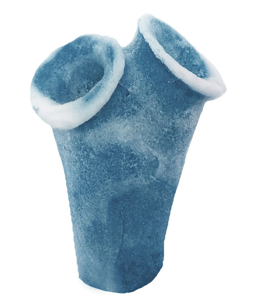 Clavelina Moluccensis - Blue Bell Tunicate #13101