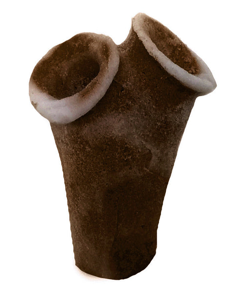 Clavelina Moluccensis - Blue Bell Tunicate #13101