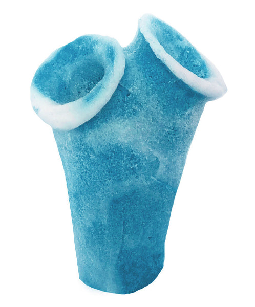 Clavelina Moluccensis - Blue Bell Tunicate #13101