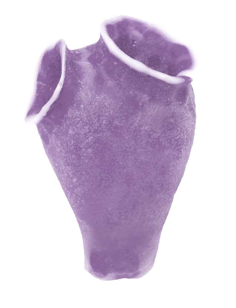 Clavelina Moluccensis - Blue Bell Tunicate #13103 – RocknReefs Inc.