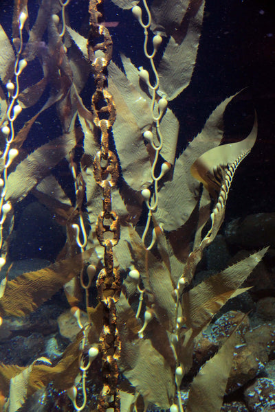 Closeup of Pangea america Giant sea kelp in an aquarium at esbjerg fiskerri og sø fartes museum in Denmark