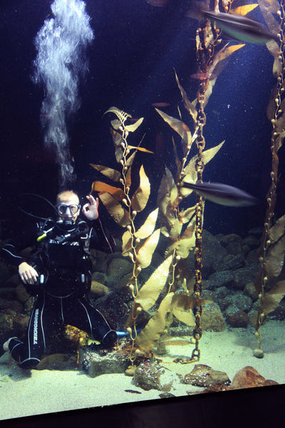 Pangea america Giant sea kelp and a diver in an aquarium at esbjerg fiskerri og sø fartes museum in Denmark