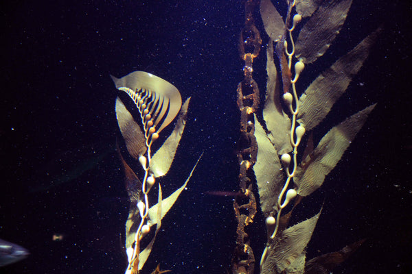 Pangea america Giant sea kelp in an aquarium at esbjerg fiskerri og sø fartes museum in Denmark