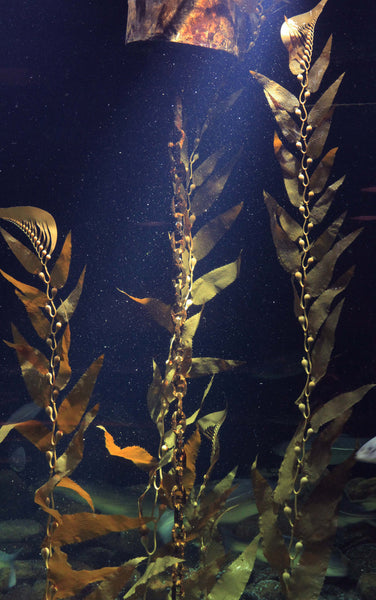 Giant Sea Kelp