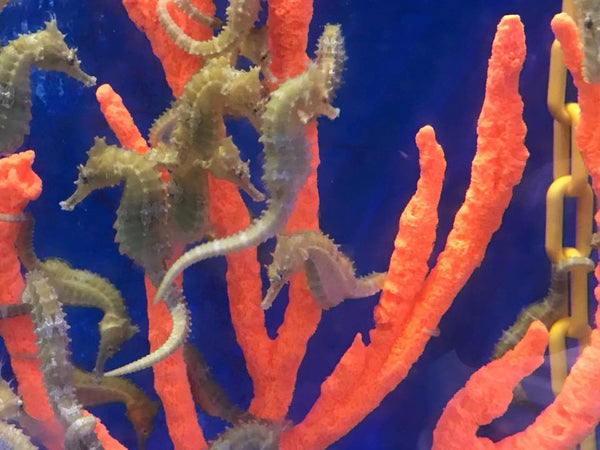 Misc. Seahorse Hitching Post - Finger Claw Sponge with weighted base - Seahorse Aquarium Decoration