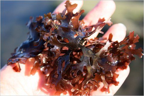 Irish Moss (Chondrus crispus)