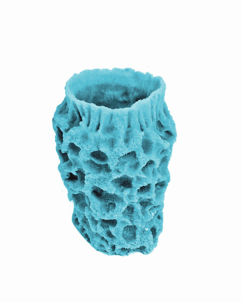 Misc Sponges - Azure Single Tube #51101