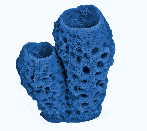 Misc Sponges - Azure Double Tube #51104