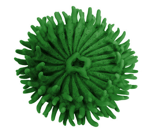 Anthopleura xanthogrammica - Giant Green Anemone - #93100