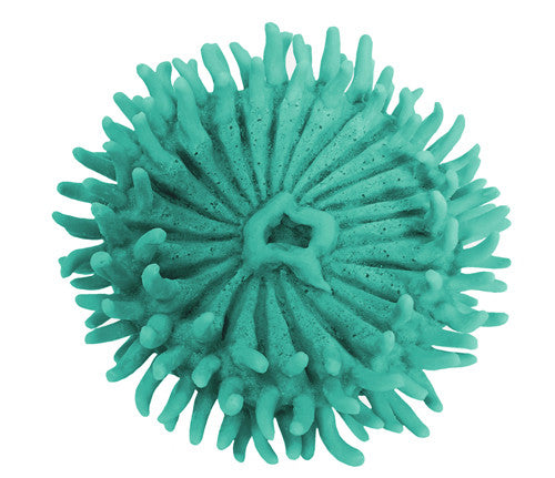 Anthopleura xanthogrammica - Giant Green Anemone - #93100