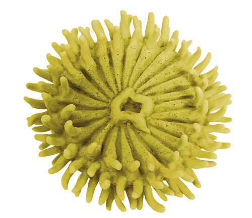 Anthopleura xanthogrammica - Giant Green Anemone - #93100