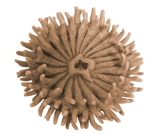 Anthopleura xanthogrammica - Giant Green Anemone - #93100