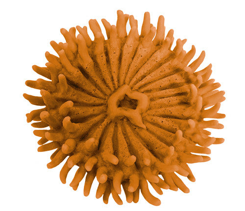 Anthopleura xanthogrammica - Giant Green Anemone - #93100