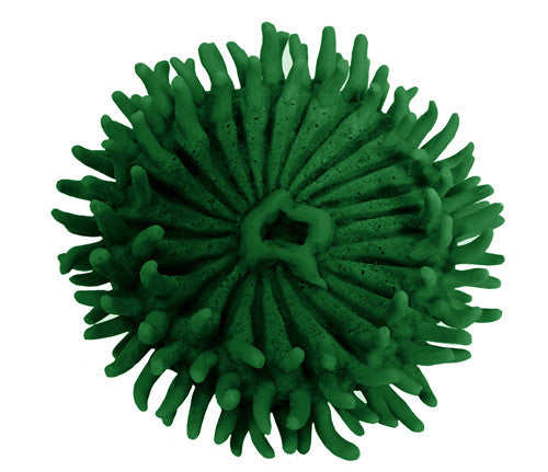 Anthopleura xanthogrammica - Giant Green Anemone - #93100
