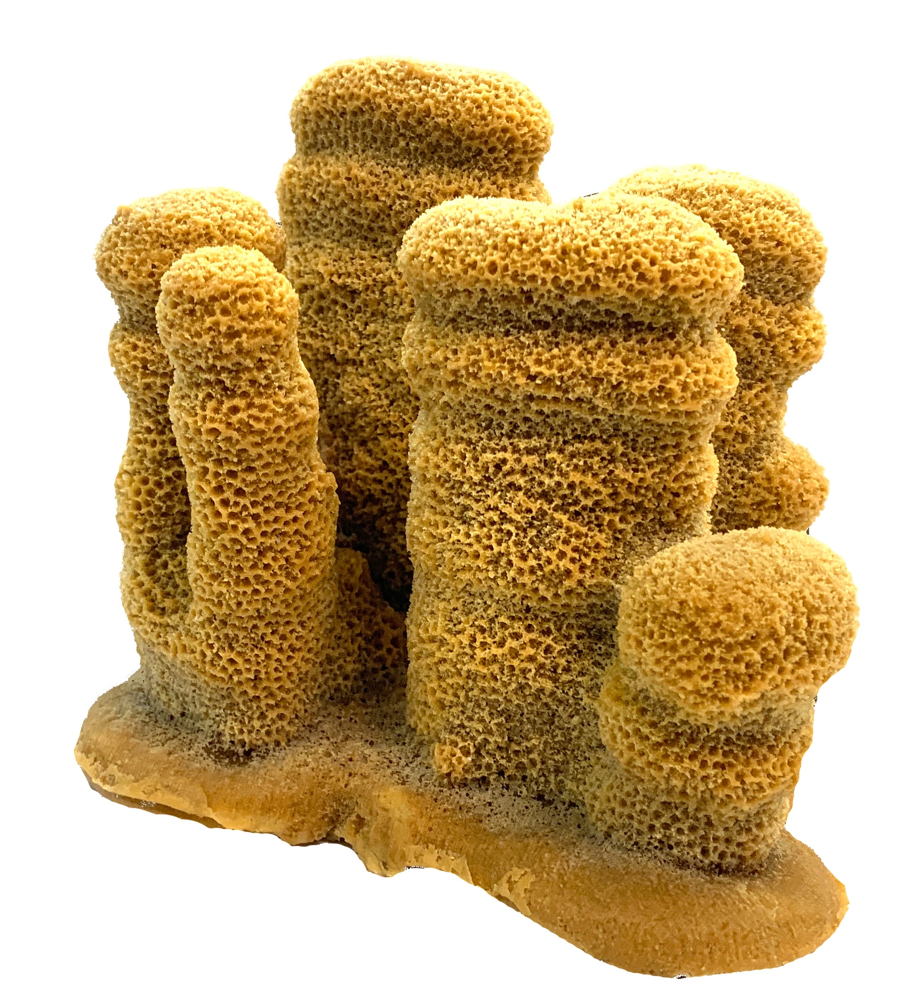Dendrogyra cylindrus - Pillar Coral #02401 – RocknReefs Inc.