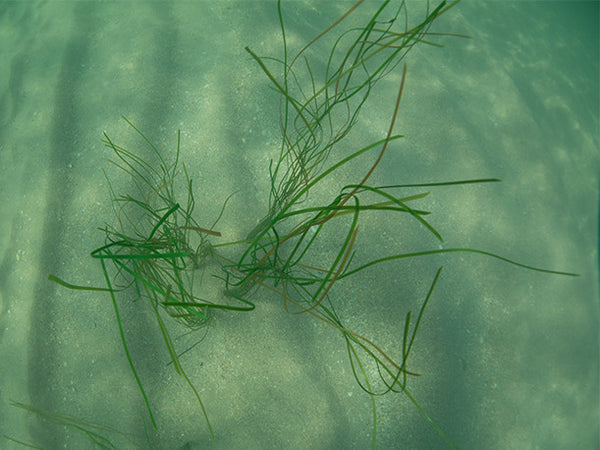 Pangea America offers Zostera marina, or eelgrass for your aquatic exhibits