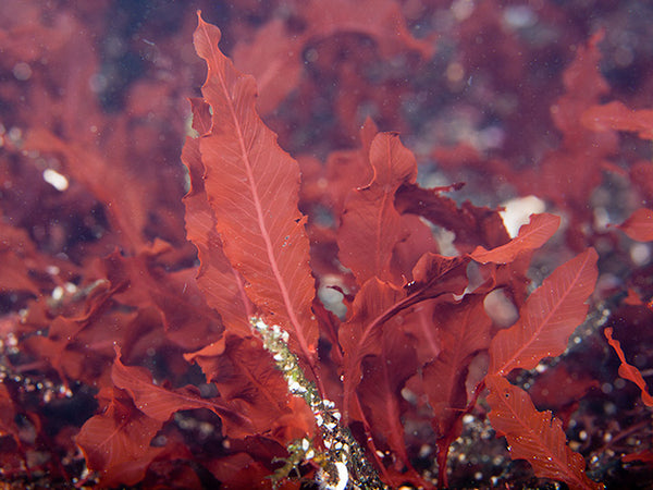 Red Marine Seaweed (Delesseria sanguinea)