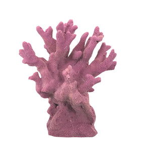Millepora Alcicornis -  Fire Coral #15201