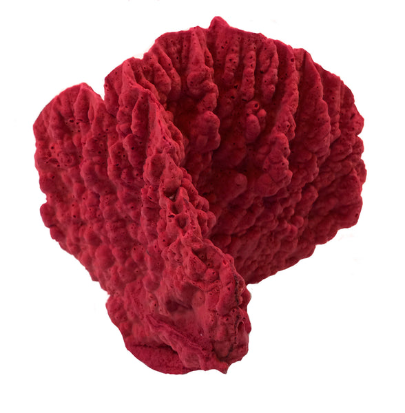 Millepora Complanata - Blade Fire Coral #15101
