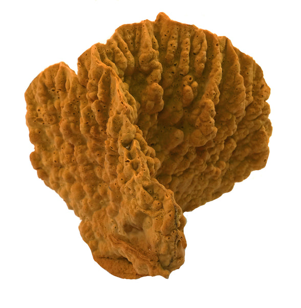 Millepora Complanata - Blade Fire Coral #15101