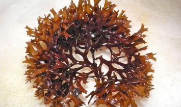 Irish Moss (Chondrus crispus)