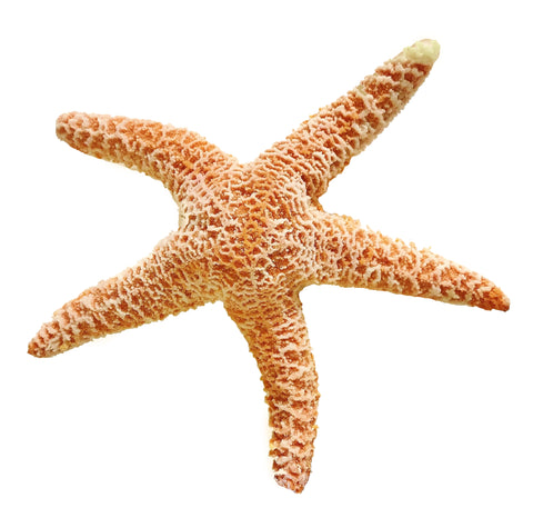 Orange Starfish #15100