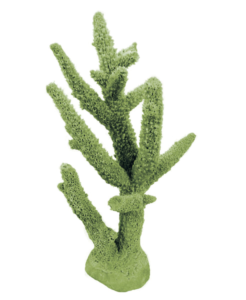 NEW NEW Acropora Cervicornis - Staghorn Coral #01102