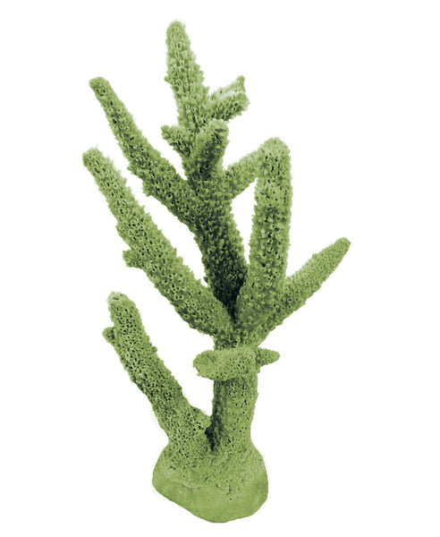 Acropora Cervicornis - Staghorn Coral #01102