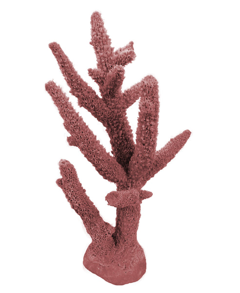 NEW NEW Acropora Cervicornis - Staghorn Coral #01102
