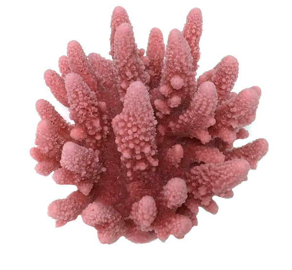 Acropora Gemmifera - Gem Coral #01601