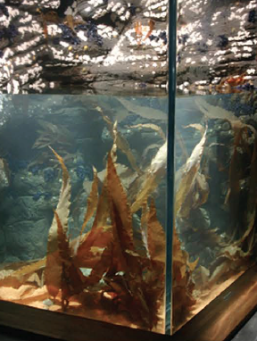Pangea America synthetic Devil's apron kelp in an exhibit at the Ozeaneum Stralsund Germany