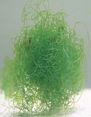 Pangea America spaghetti algae in a refugium