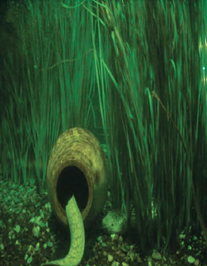 Pangea America synthetic neptune grass in aquarium with moray eel
