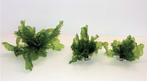 Product image-Pangea America synthetic giant sea lettuce size options