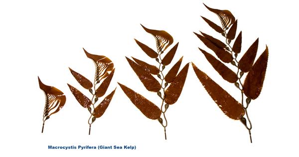 Giant Sea Kelp