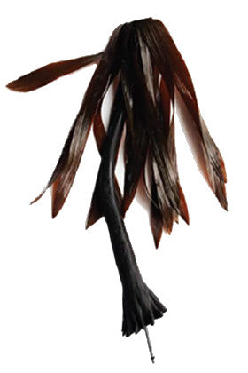 sea palms plant Sea Palm