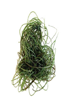Product image-Pangea America synthetic spaghetti algae