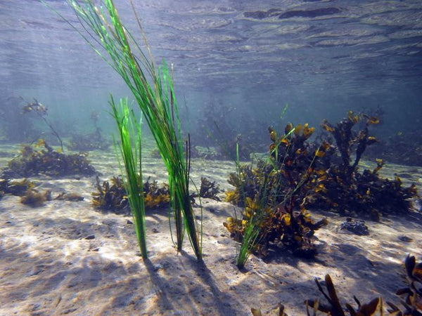 Pangea America offers phyllospadix scouleri, or surfgrass for your aquatic exhibits