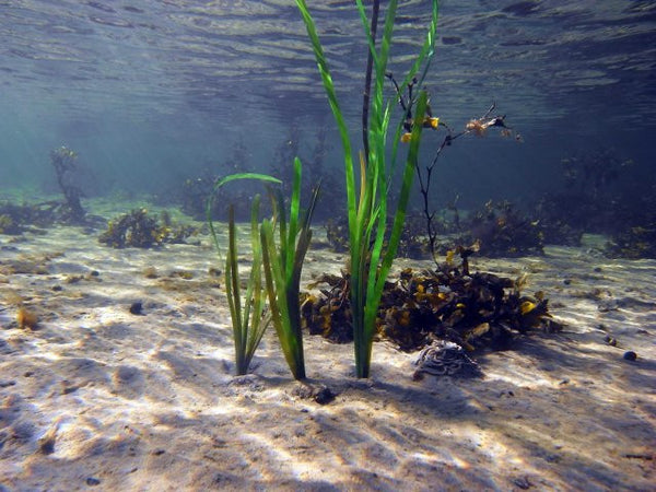 Pangea America offers thalassia testudinum, or turtlegrass for your aquatic exhibits