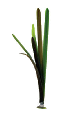 Product image-Pangea America synthetic Vallisneria gigantea